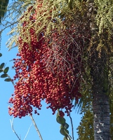 Red palm fruits